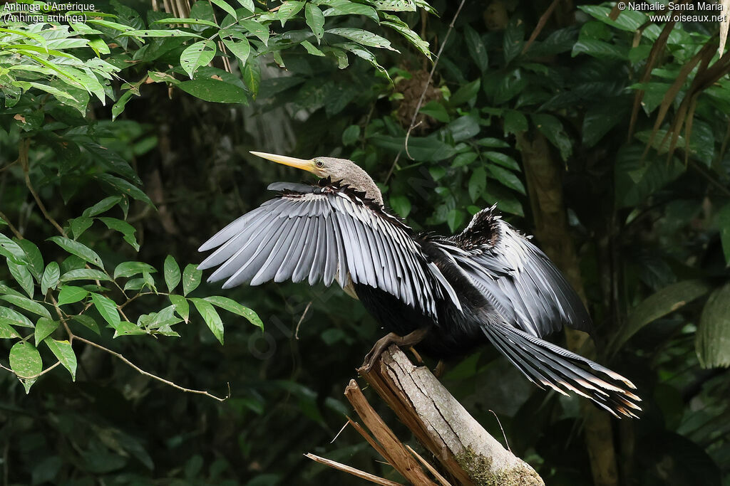 Anhinga d'Amérique