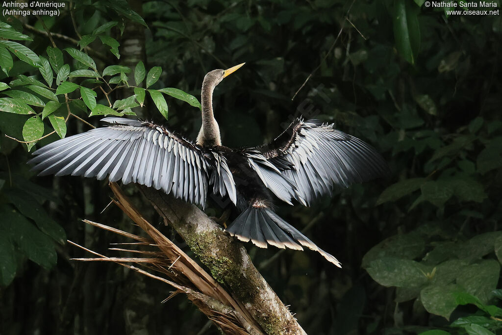 Anhinga d'Amérique