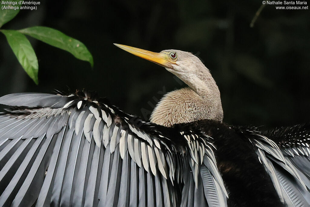 Anhinga d'Amérique