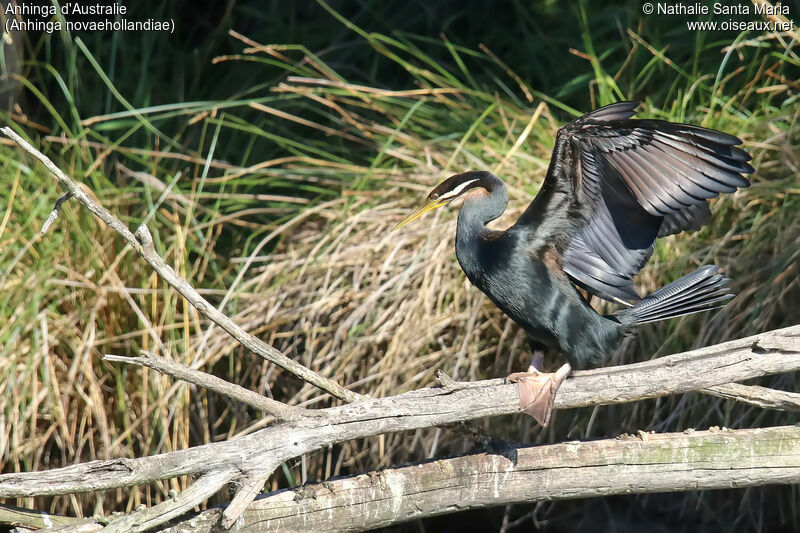 Anhinga d'Australie mâle adulte, identification, marche