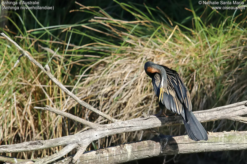 Australasian Darter male adult, identification