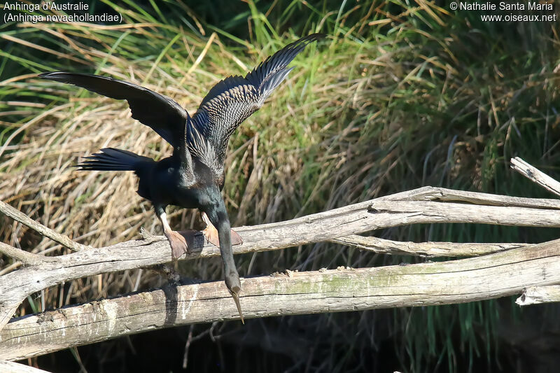 Anhinga d'Australie mâle adulte, habitat, pêche/chasse