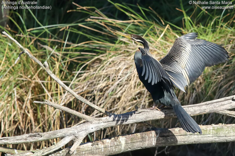 Australasian Darter male adult, identification, aspect