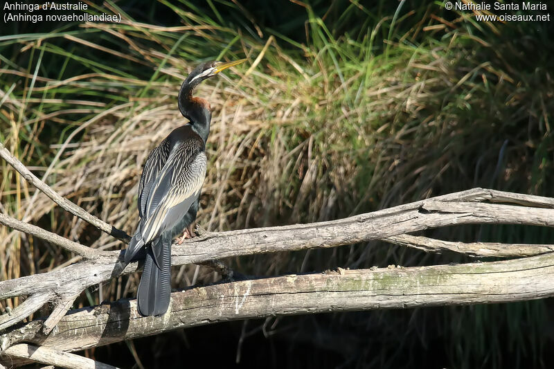 Anhinga d'Australie mâle adulte, identification