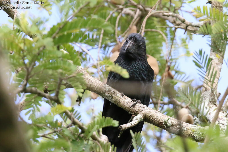 Groove-billed Aniadult, habitat