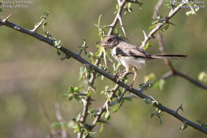 Red-fronted Priniaadult, identification, song