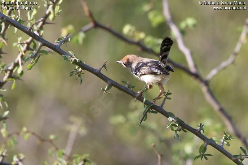 Apalis à front rouxadulte, identification, habitat, Comportement