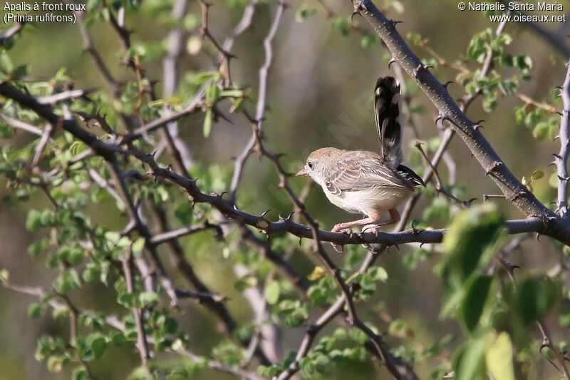 Apalis à front rouxadulte, identification, habitat, Comportement