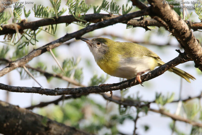 Apalis à gorge jauneadulte, identification, habitat, Comportement