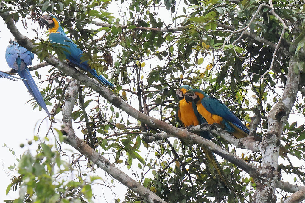 Blue-and-yellow Macawadult, habitat