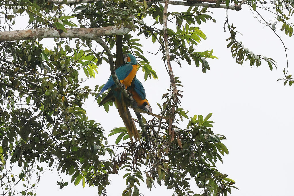 Blue-and-yellow Macawadult, habitat, care, Behaviour