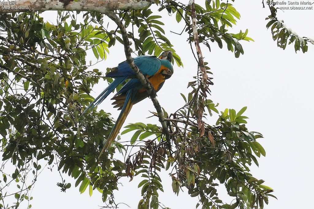 Blue-and-yellow Macawadult, habitat, care