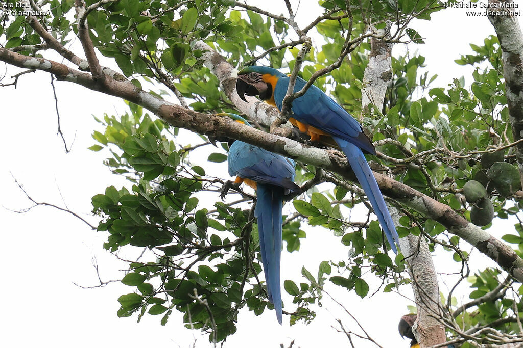 Ara bleuadulte, identification