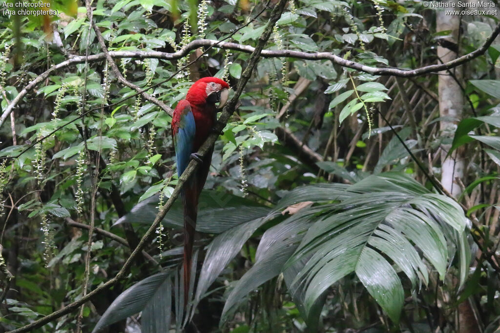 Ara chloroptèreadulte, identification, pigmentation