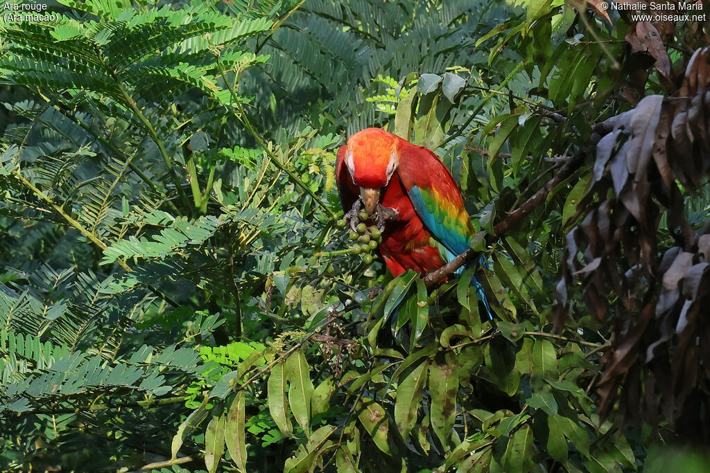 Scarlet Macawadult, identification, feeding habits, eats
