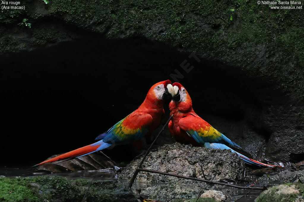 Ara rougeadulte, identification