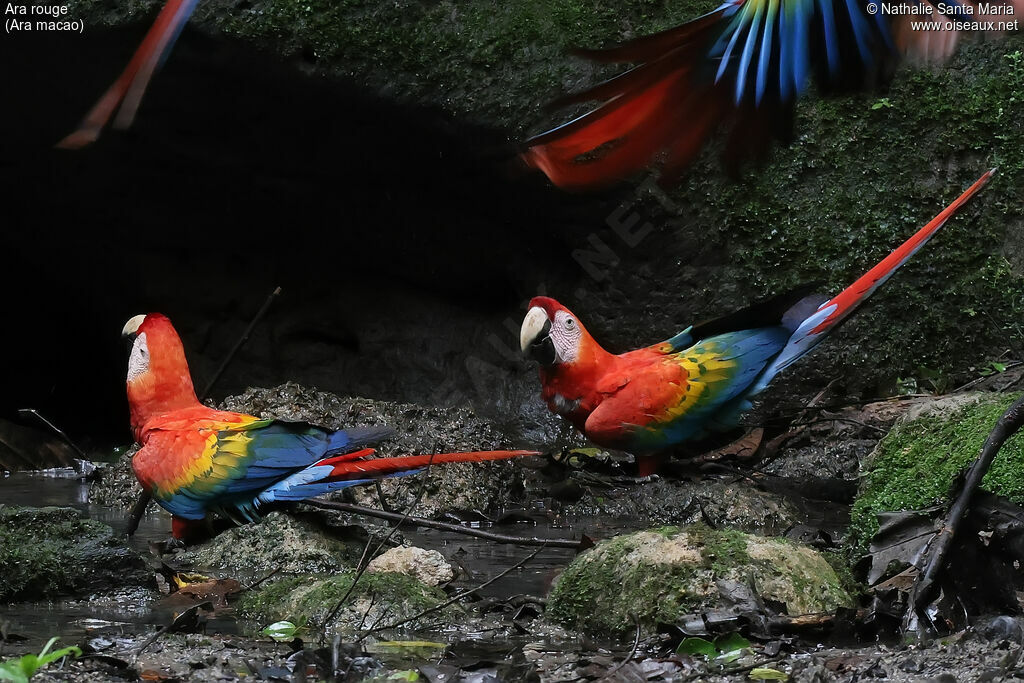 Ara rouge