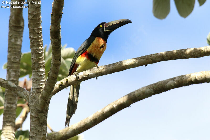 Araçari à collieradulte, identification