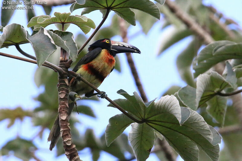 Collared Aracariadult, identification