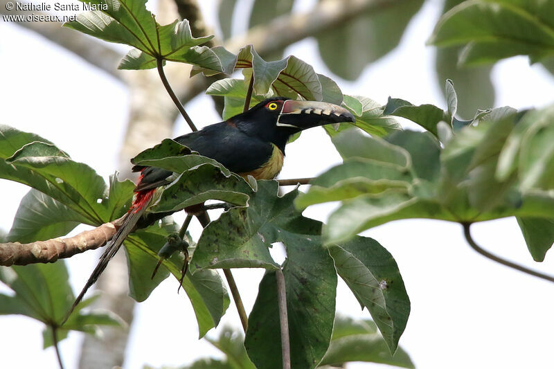 Araçari à collieradulte, identification