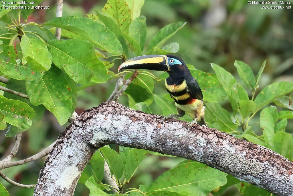 Many-banded Aracariadult, identification, pigmentation