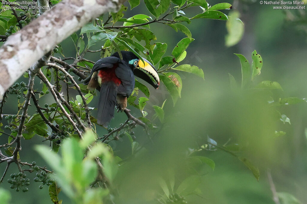Araçari multibandeadulte, identification, régime, mange