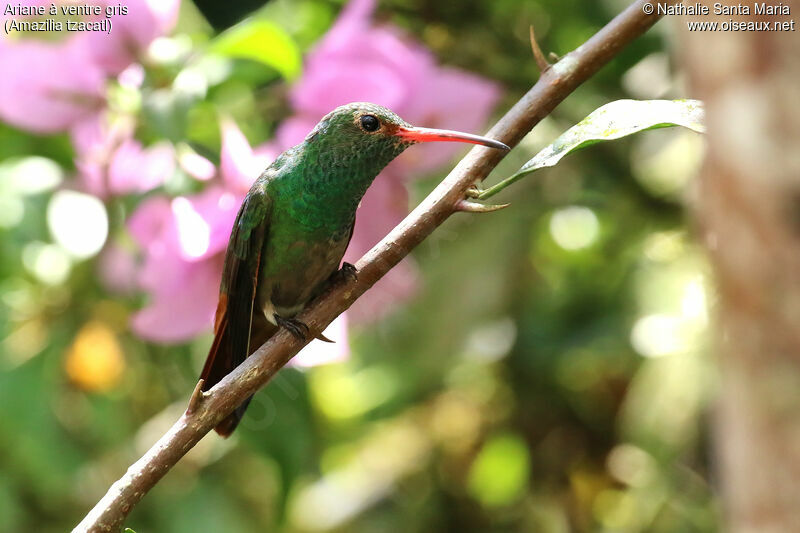 Rufous-tailed Hummingbird male adult, identification