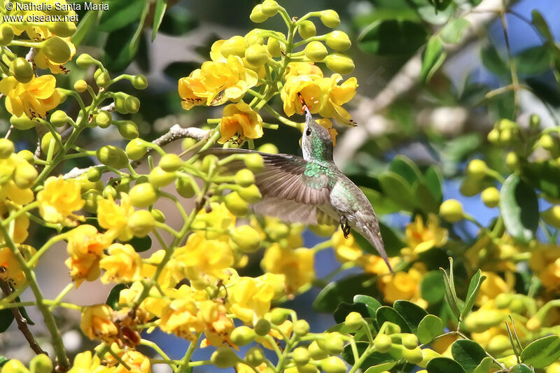 White-bellied Emeraldadult, Flight, eats