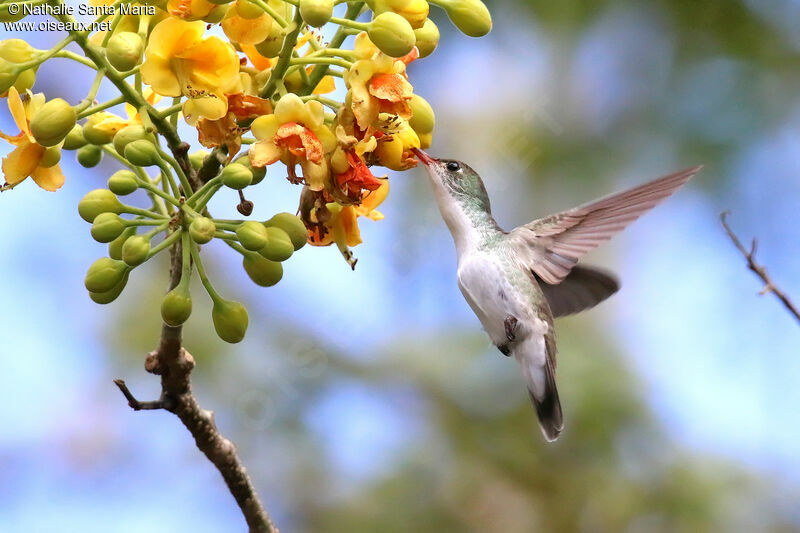 White-bellied Emeraldadult, Flight, eats