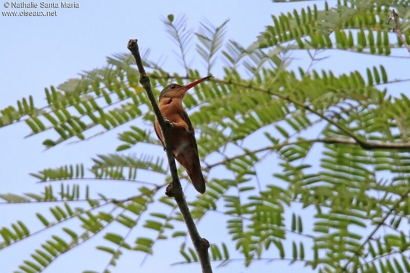 Cinnamon Hummingbirdadult, identification