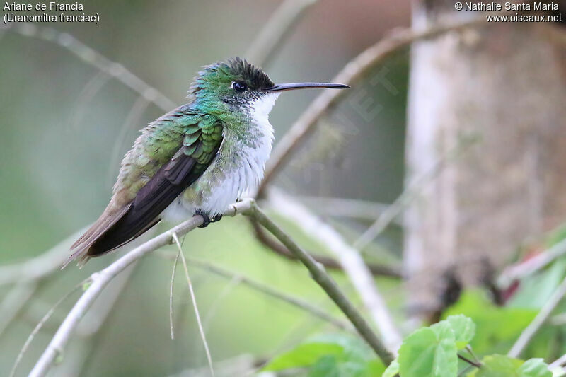 Andean Emeraldadult, identification