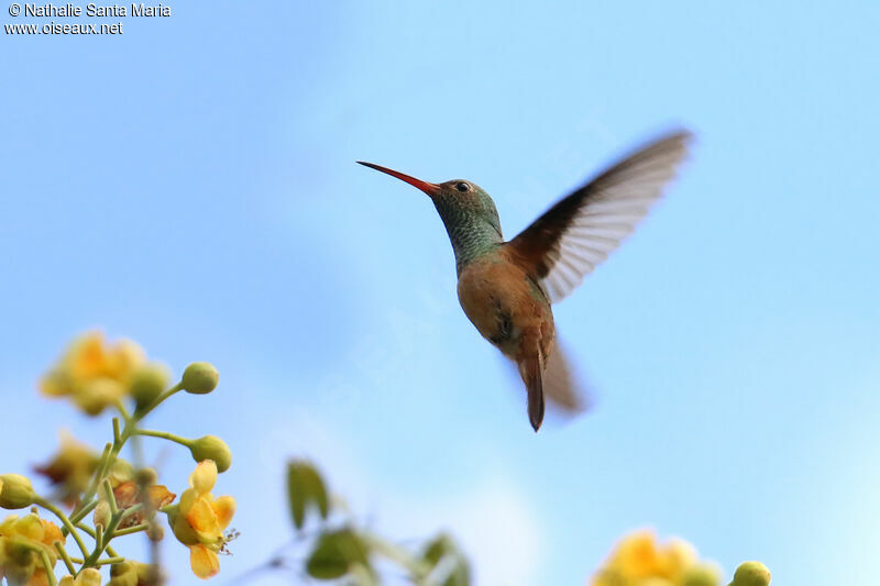 Buff-bellied Hummingbirdadult, Flight