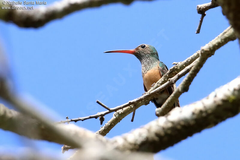 Ariane du Yucatanadulte, identification