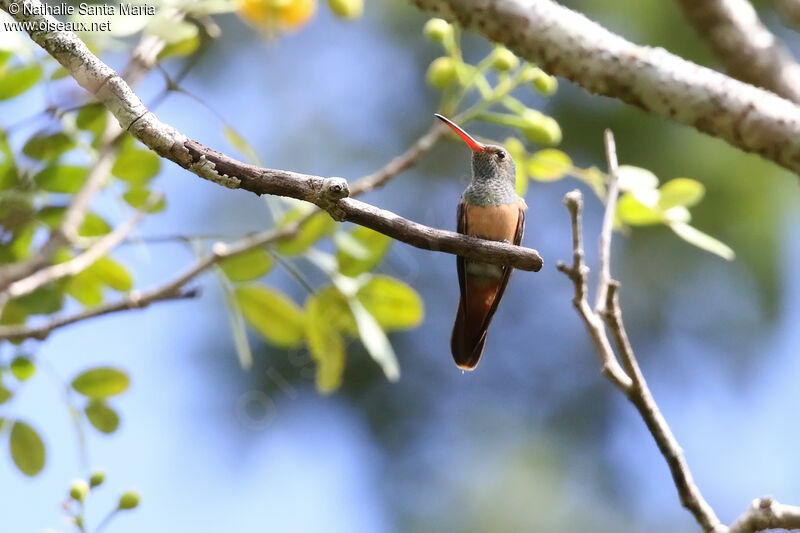 Ariane du Yucatanadulte, identification