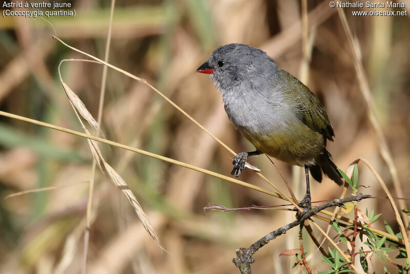 Yellow-bellied Waxbilladult