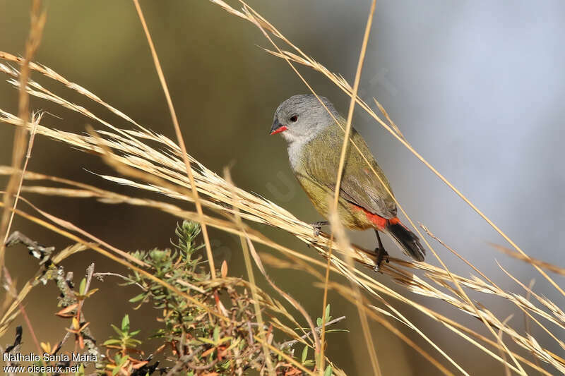 Yellow-bellied Waxbilladult, identification