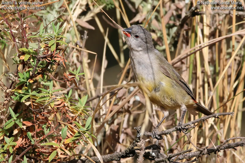 Astrild à ventre jauneadulte, identification, mange