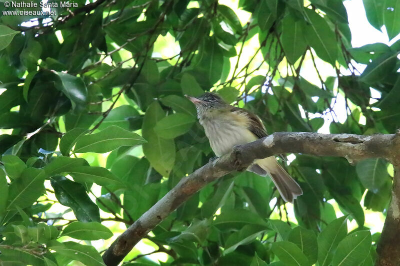 Bright-rumped Attilaadult, identification