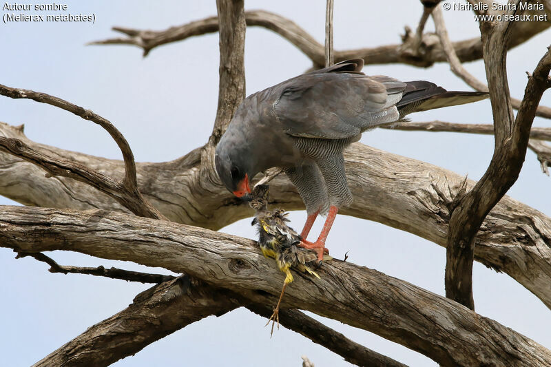 Dark Chanting Goshawkadult, identification, eats