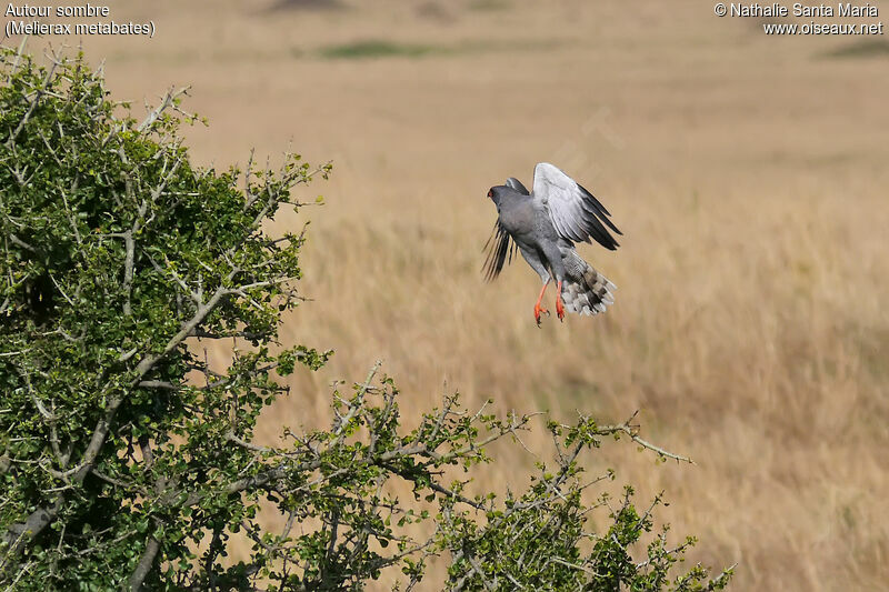 Autour sombreadulte, identification, habitat, Vol