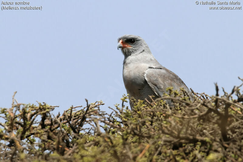 Dark Chanting Goshawkadult, identification, habitat