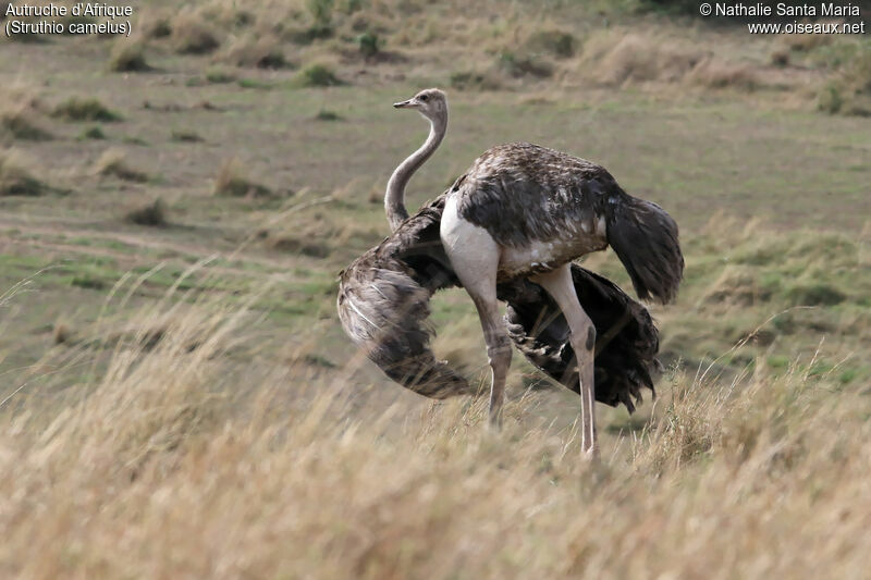 Autruche d'Afrique femelle adulte, identification, habitat, Comportement