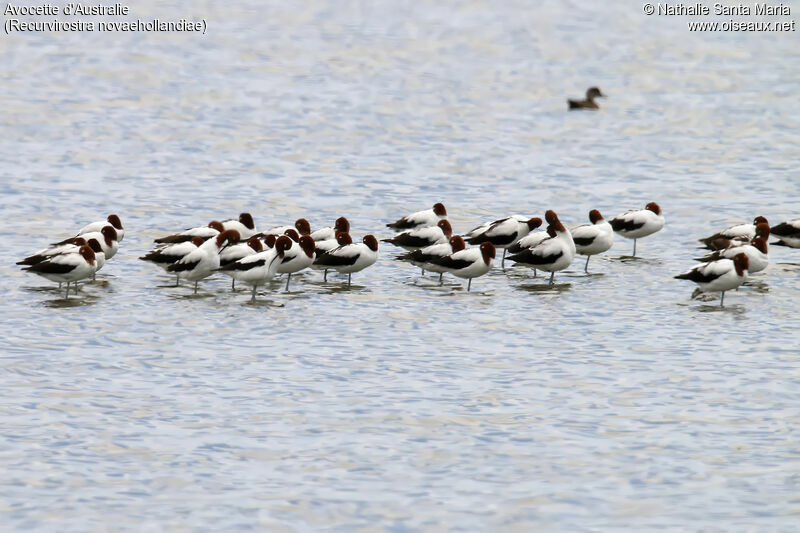 Avocette d'Australie, habitat