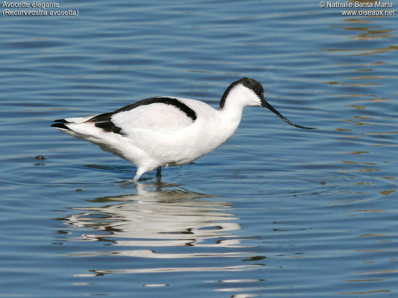 Avocette éléganteadulte, identification, habitat, marche