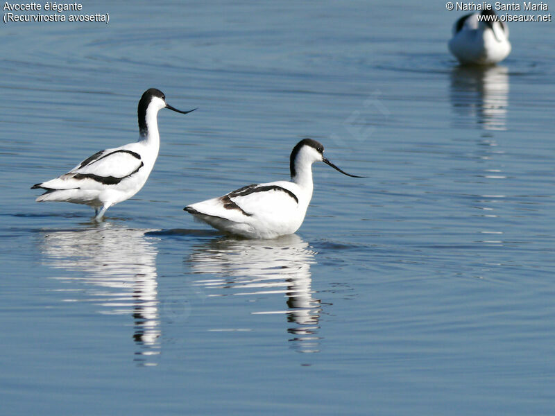 Avocette éléganteadulte, habitat, marche, Comportement