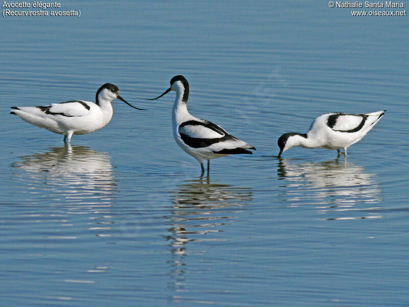 Avocette éléganteadulte, marche, Comportement