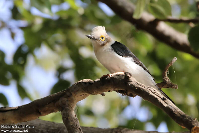 White-crested Helmetshrike, identification