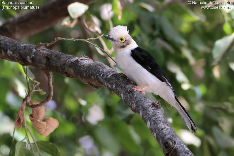 White-crested Helmetshrike, identification, habitat