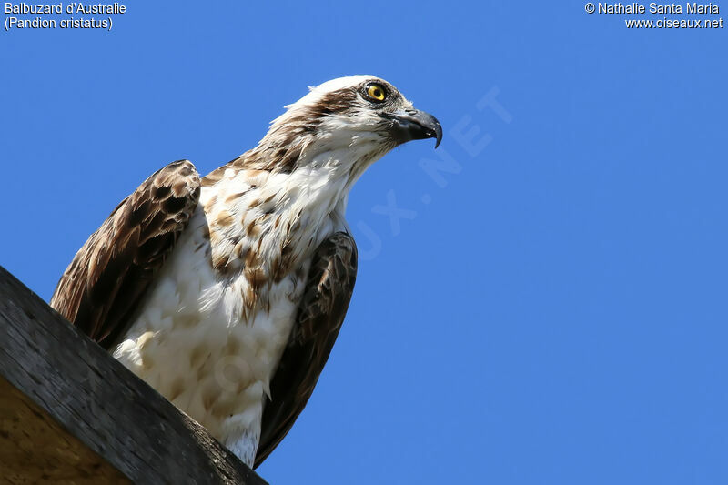 Balbuzard d'Australiejuvénile, identification