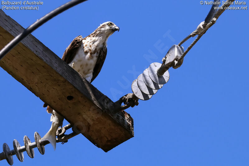 Osprey (cristatus)juvenile, identification, feeding habits